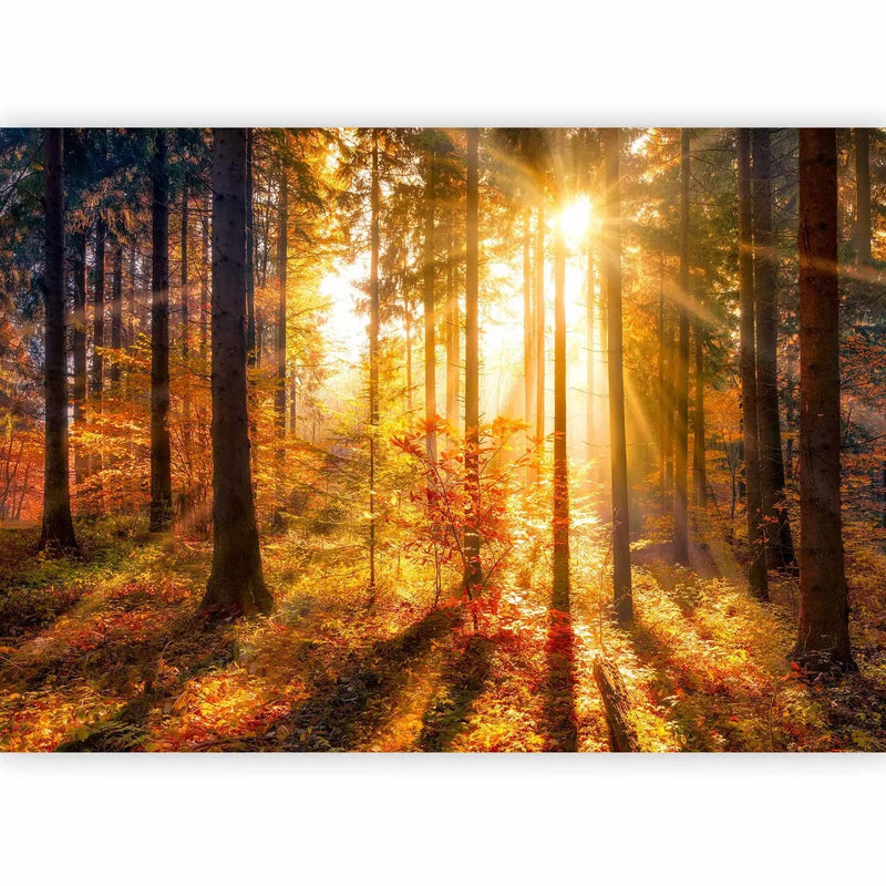 Beautiful Wall Murals with autumn forest - Autumn Awakening, 92895 G-ART