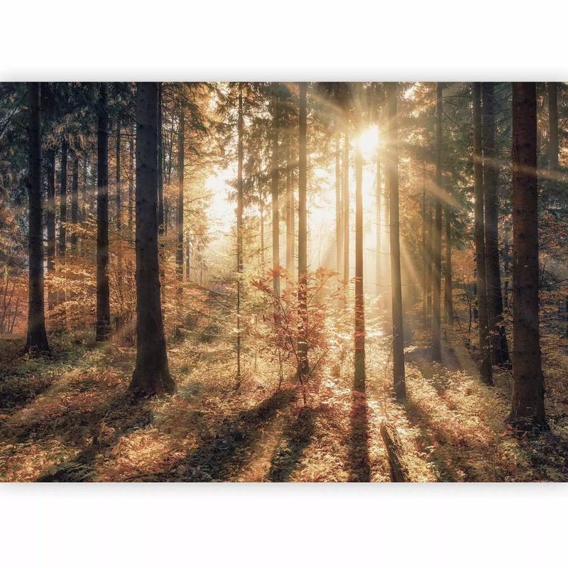 Fototapetes ar rudens ainavu - Rudens mežs, 92897 - viegli līmēt G-ART