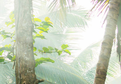 Fototapetes - Saules gaisma starp tropu zaļumiem, 151261 G-ART