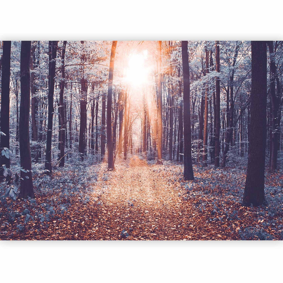 Dabas fototapetes ar mežu - Saules stari, 64599 - 350x256 cm G-ART