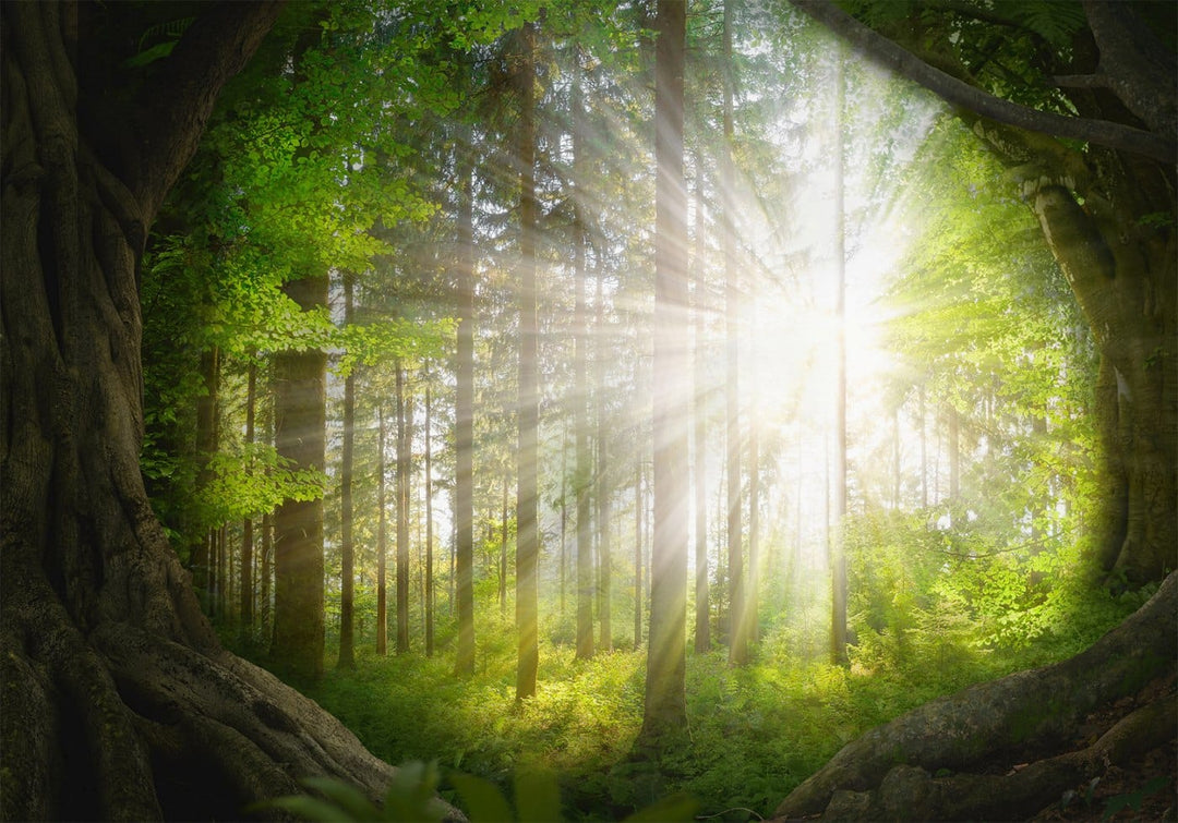 Fototapetes - skata uz meža ainava ar kokiem un spīdošu sauli - zaļā G-ART