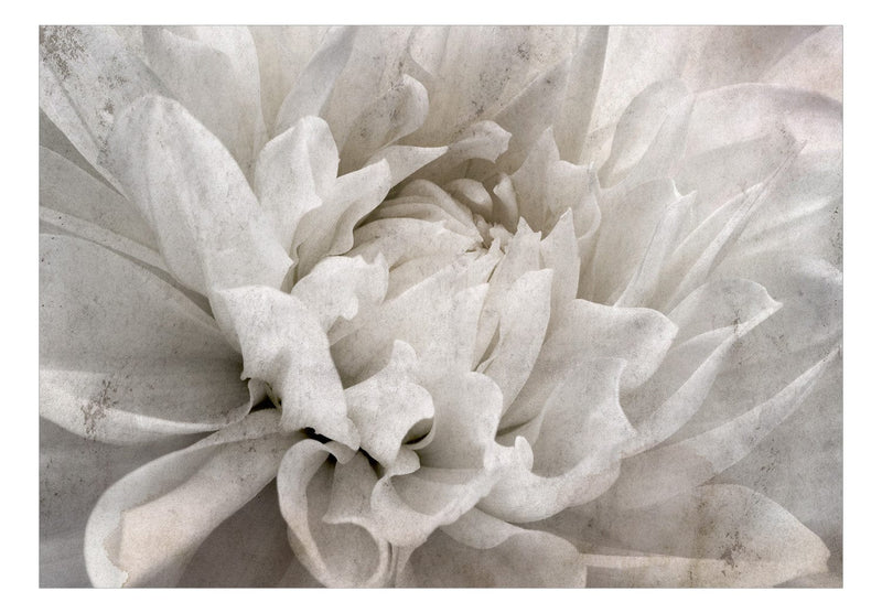 Fototapetes - Smalkas pelēkas ziedlapiņas tuvplānā, 149256 G-ART