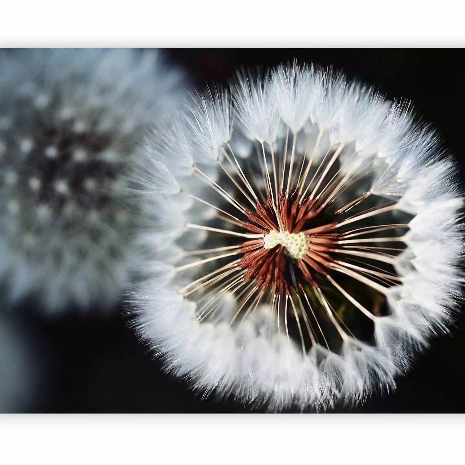 Fototapetes - Tuvplāns ar pienenēm uz melna fona - interjerā G-ART