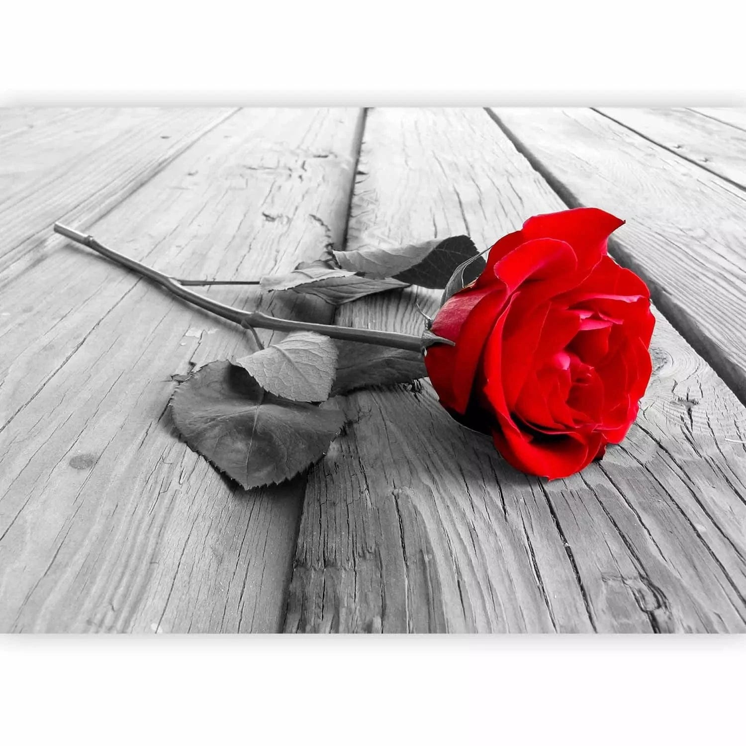 Fototapetes - Vientuļa roze - sarkana roze uz pelēka koka tekstūras G-ART