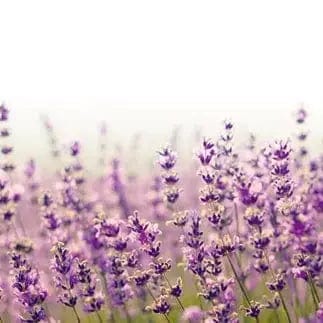 Pašlīmējošas fototapetes virtuvei - Lavandas lauks (260x60 cm) Art4home