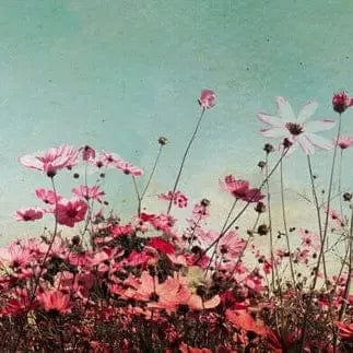 Pašlīmējošas fototapetes virtuvei ar pļavas ziediem - Pavasara lauks (260x60 cm) Art4home