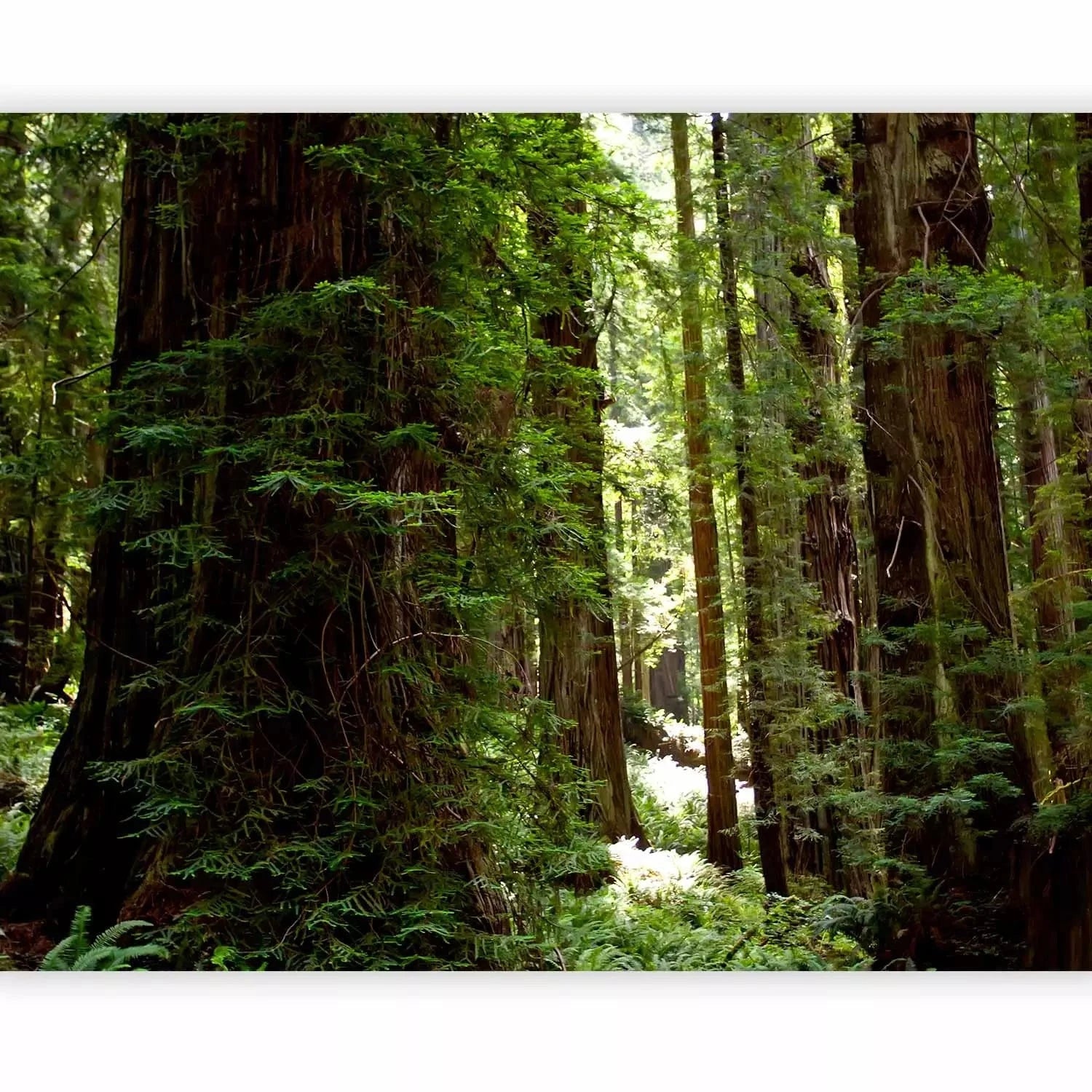 Fototapetes - Meža ainava ar veciem kokiem un zaļām lapām centrā G-ART