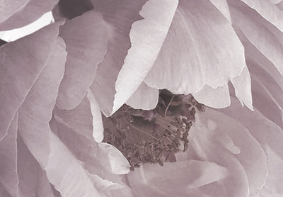 Fototapetes - Ziedu motīvs gaiši rozā krāsās, 138197 G-ART