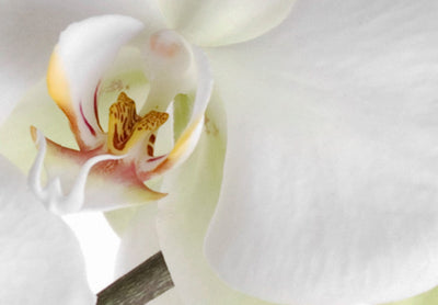 Glezna ar baltām orhidejām uz balta fona - Brīnišķīgā orhideja x3 G-ART