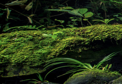 Kanva ar Budu mežā - Paradīze mežā, (x5), 90015 G-ART.
