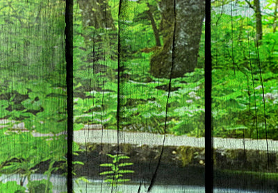 Kanva ar dabas taku - Noslēpumu mežs, (x5), 92078 G-ART.