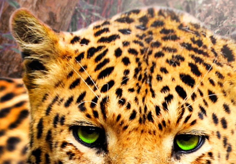 Kanva ar leopardu - Leoparda relaksācija, 92277, (x5) G-ART.