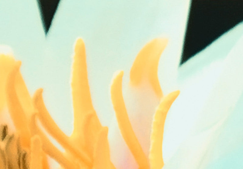 Kanva ar lotosu uz ūdens - Lotosa ezers, (x1) 93082 G-ART.
