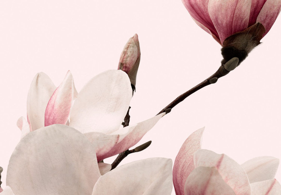 Glezna ar magnoliju uz rozā fona, (x 3), 122780 G-ART