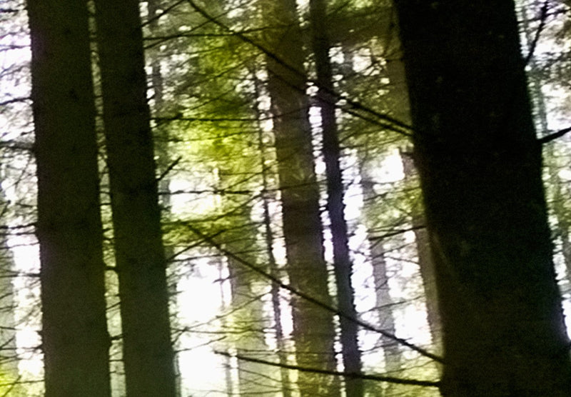 Kanva ar mežu - Prāta miers, (x 5), 107251 G-ART.