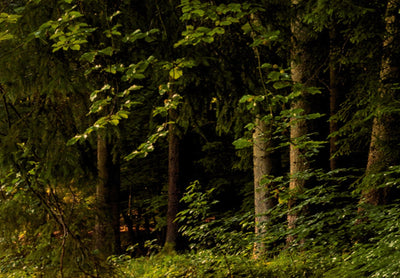 Kanva ar saulainu mežu - Meža burvība, 91573, (x5) G-ART.