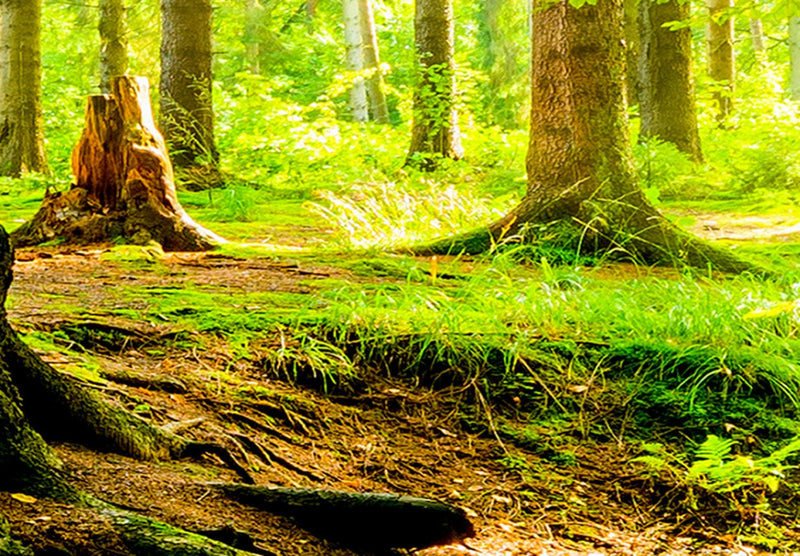 Kanva ar saulainu mežu - Meža dzeja, 93945, (x5) G-ART.