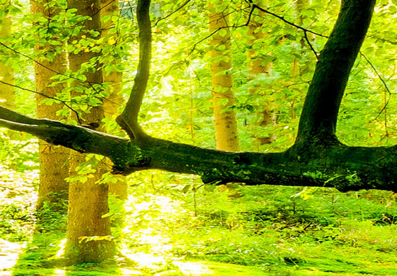 Kanva ar saulainu mežu - Meža dzeja, 93945, (x5) G-ART.