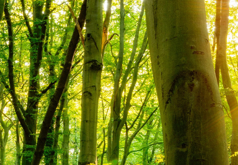 Kanva ar saulainu mežu - Meža pasaka, (x5), 94220 G-ART.