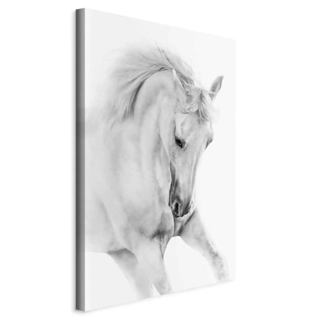 Glezna ar zirgu - Balts zirgs uz balta fona ART XL
