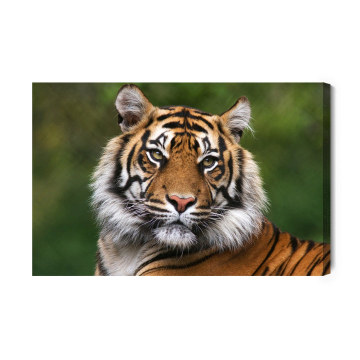Kanva - Bengāļu tīģera portrets, N-1425 X-ART