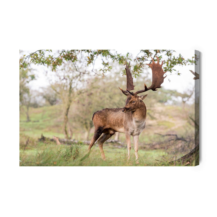 Kanva - Briedis ar krāšņiem ragiem, N-1024 X-ART