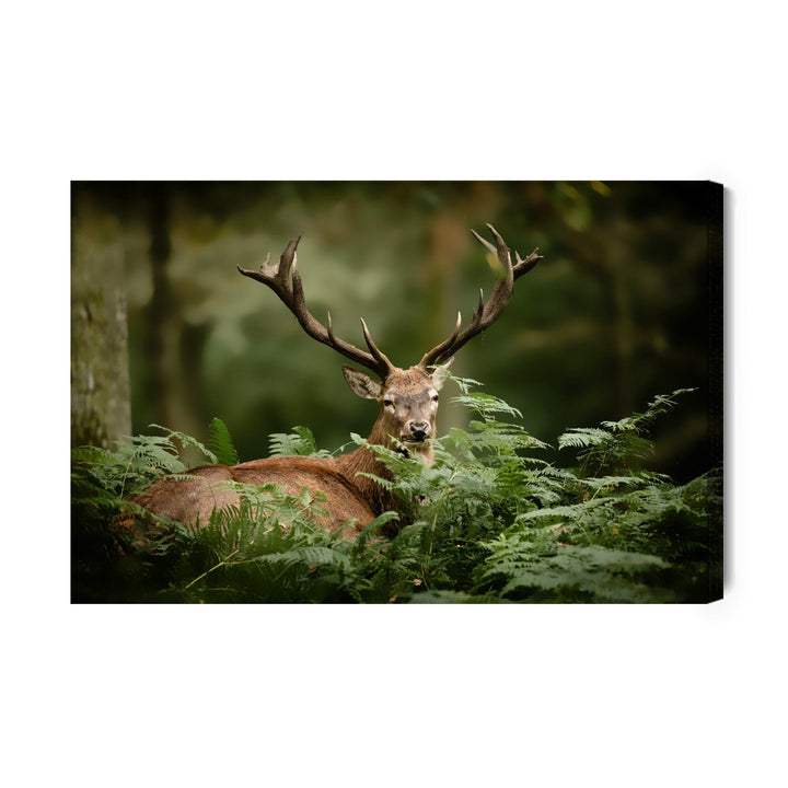 Kanva - Briedis zaļumos, N-764 X-ART