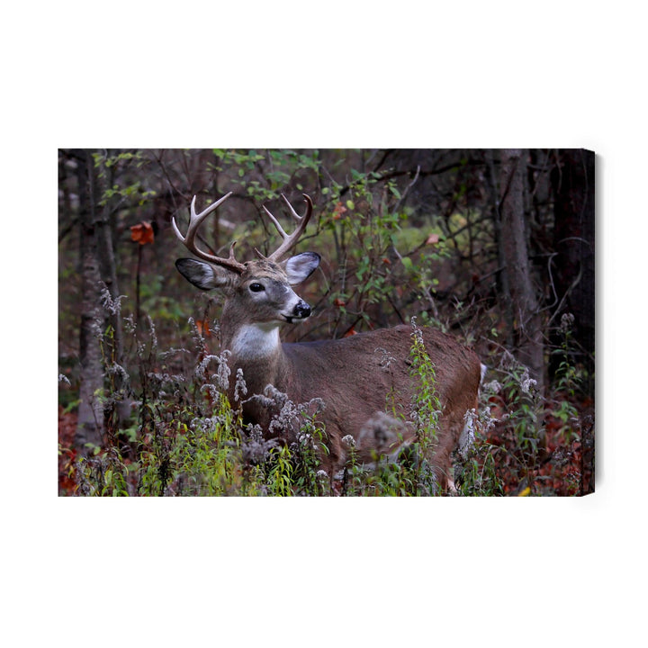 Kanva - Brieža meža veģetācijas vidū, N-987 X-ART