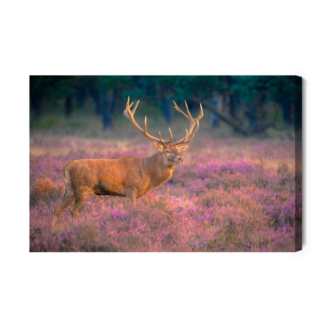 Kanva - Brieža riests, N-991 X-ART