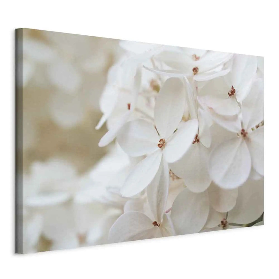 Canva Snow White Hydrangea (x 1)