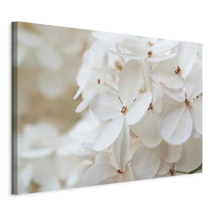 Canva Snow White Hydrangea (x 1)