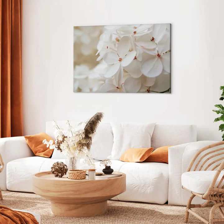 Canva Snow White Hydrangea (x 1)