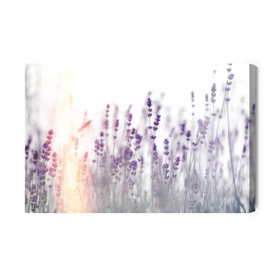 Kanva - Lavanda saulrietā, N-209 X-ART