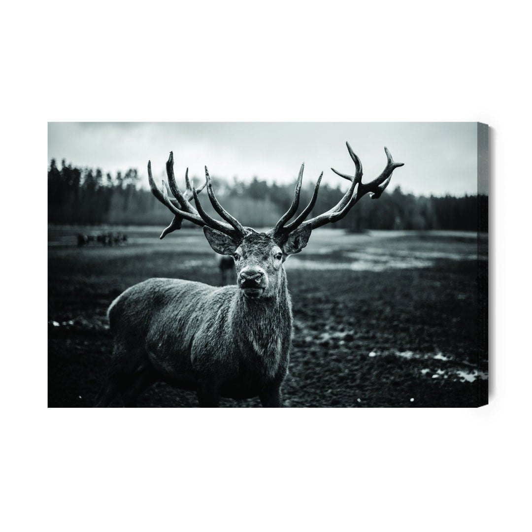 Kanva - Melna un balta brieža, N-981 X-ART