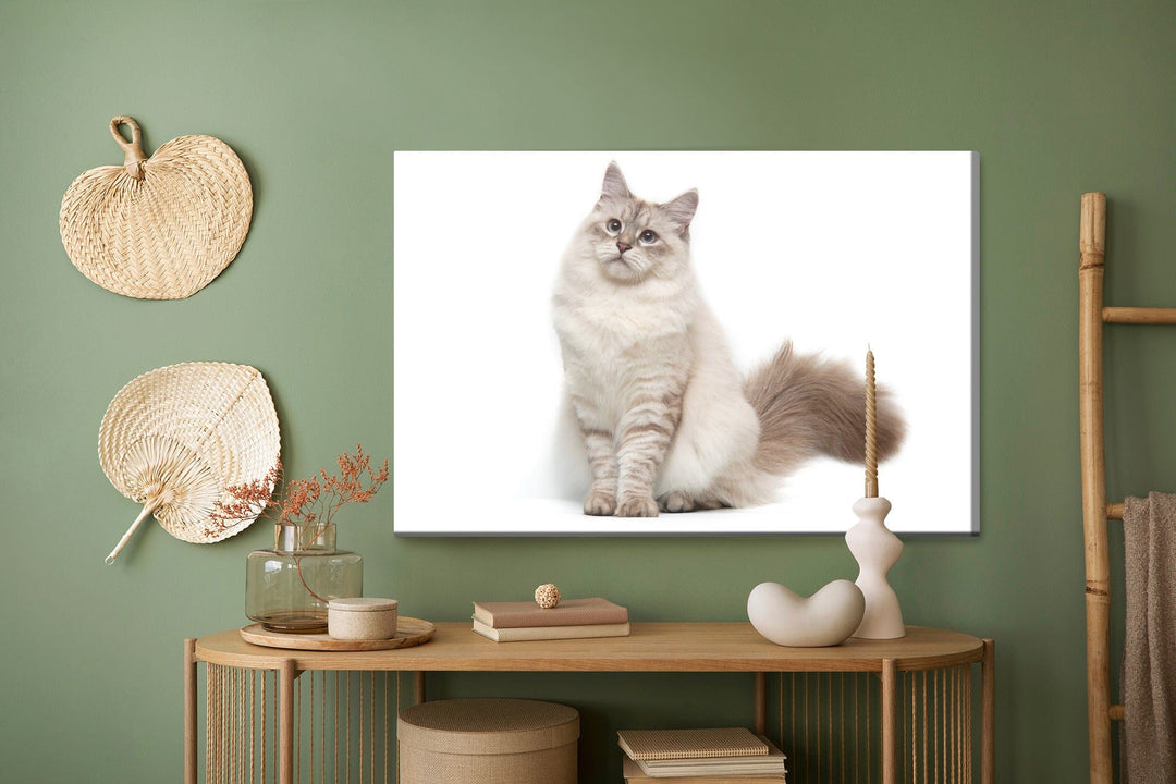 Kanva - Neva Masquarade kaķis, N-1436 X-ART