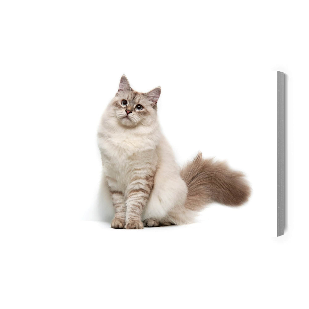 Kanva - Neva Masquarade kaķis, N-1436 X-ART