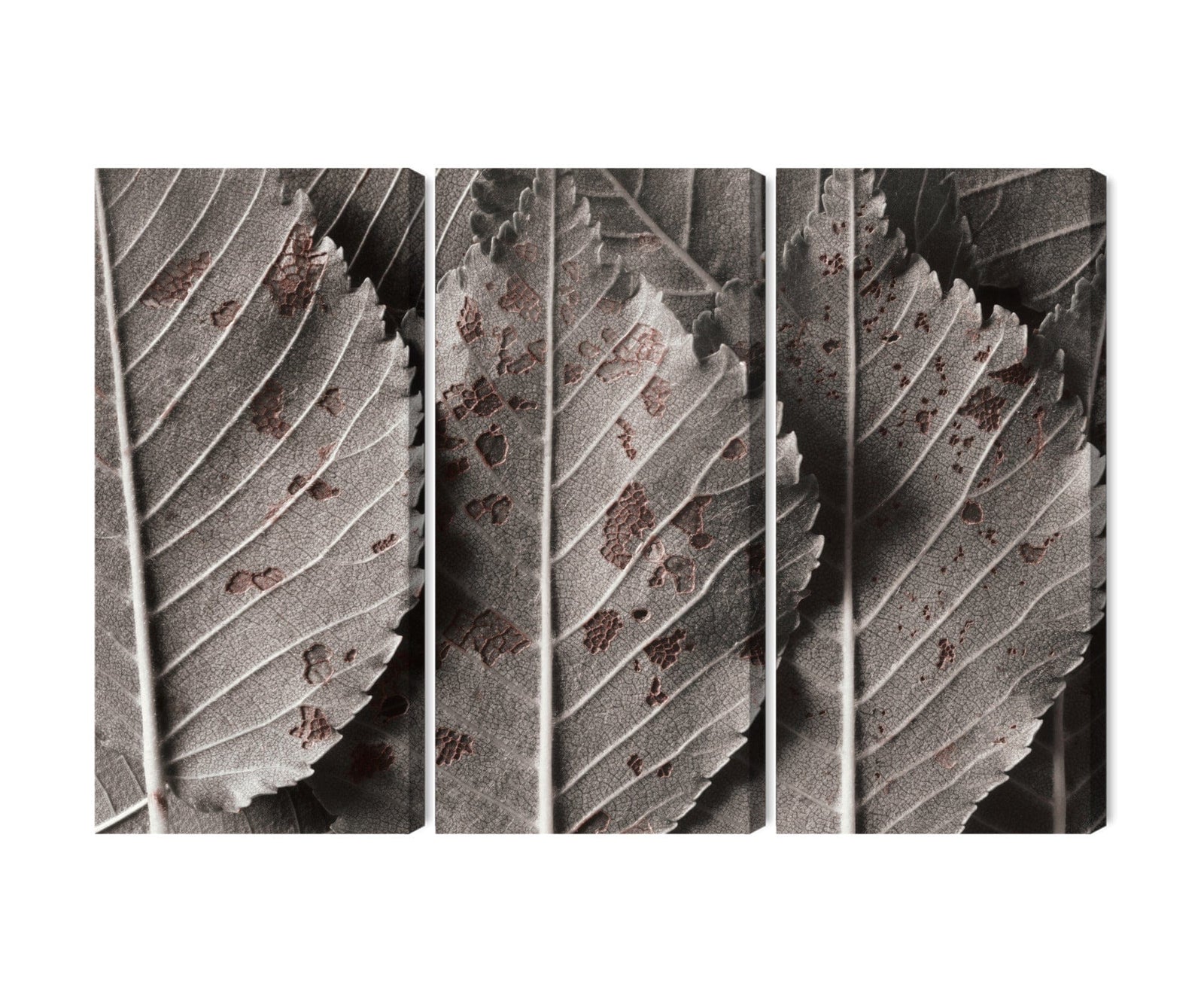 3 daļu kanva: Pelēkas lapas makro, horizontāla X-ART