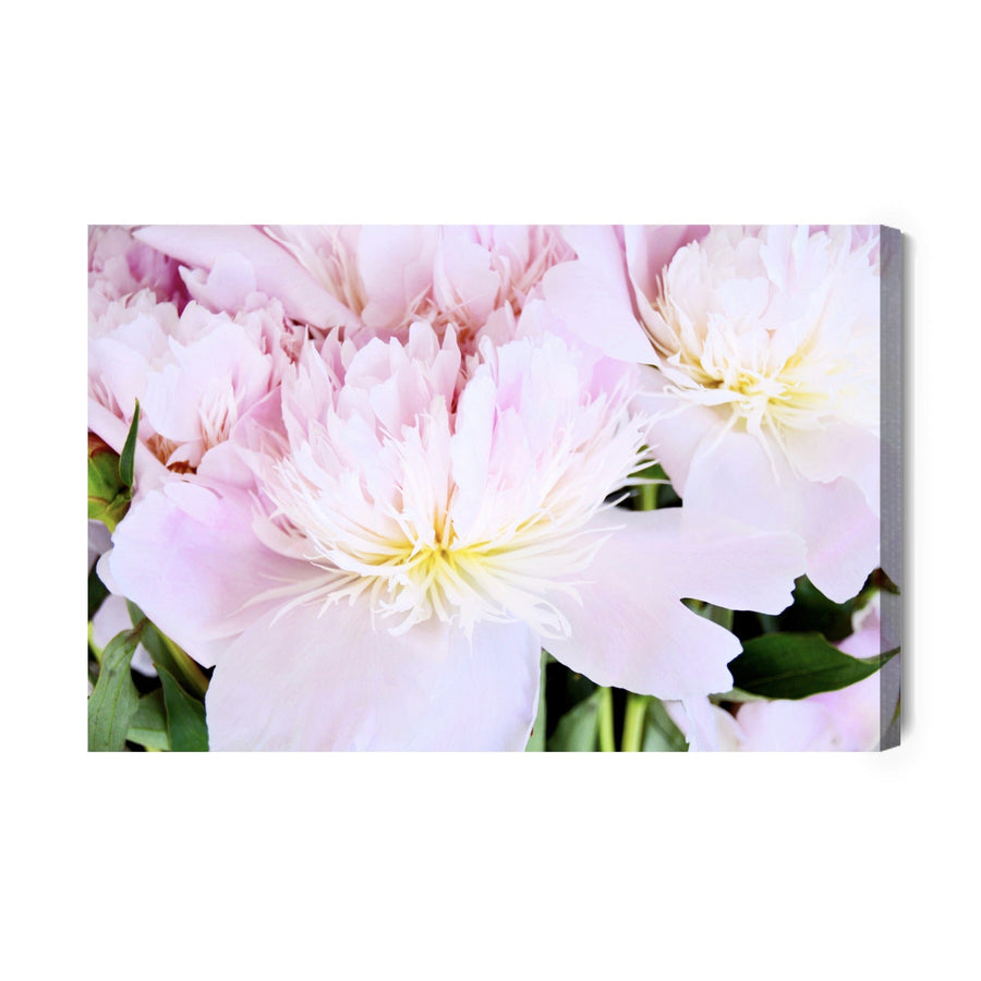 Kanva - Peonijas roze gaiši rozā krāsā, N-283 X-ART