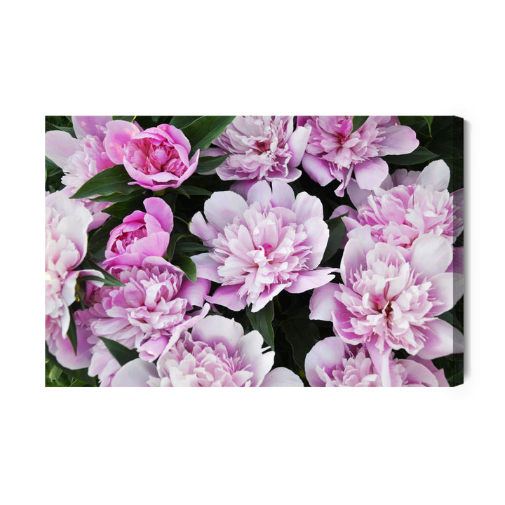 Kanva - Peonijas zaļumos X-ART