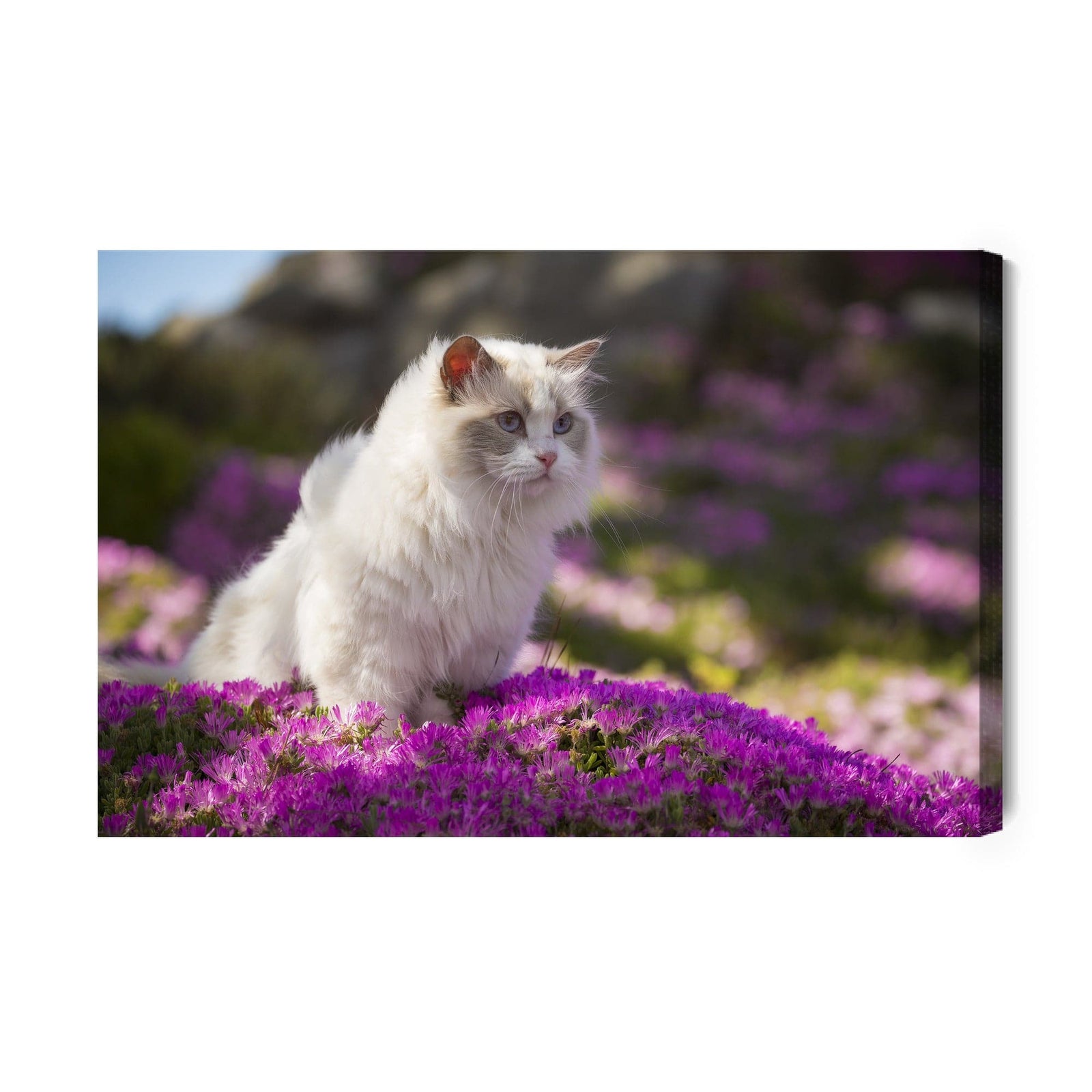 Kanva - Ragdoll kaķis ziedu vidū, N-1438 X-ART
