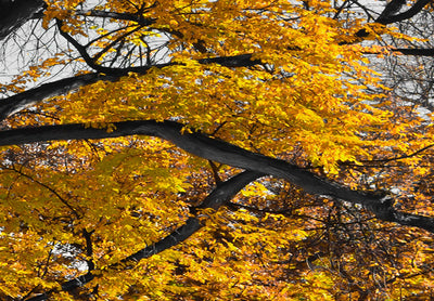 Kanva - Rudens parkā (x 5), zeltā krāsā, 122771 G-ART.
