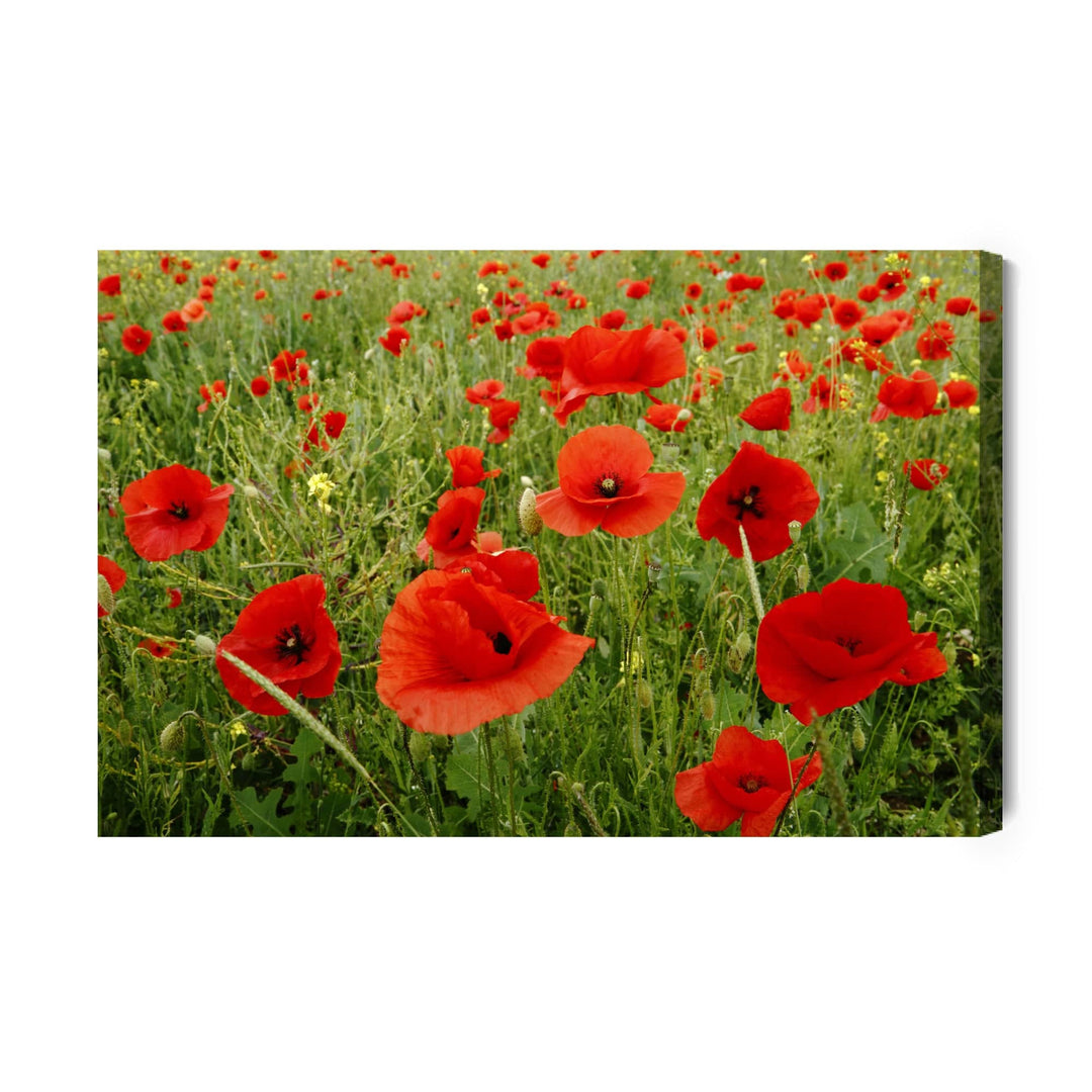 Kanva - Sarkanas magones pļavā, N-1509 X-ART