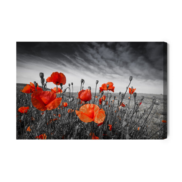 Kanva - Savvaļas magones melnā un baltā pļavā, N-1527 X-ART