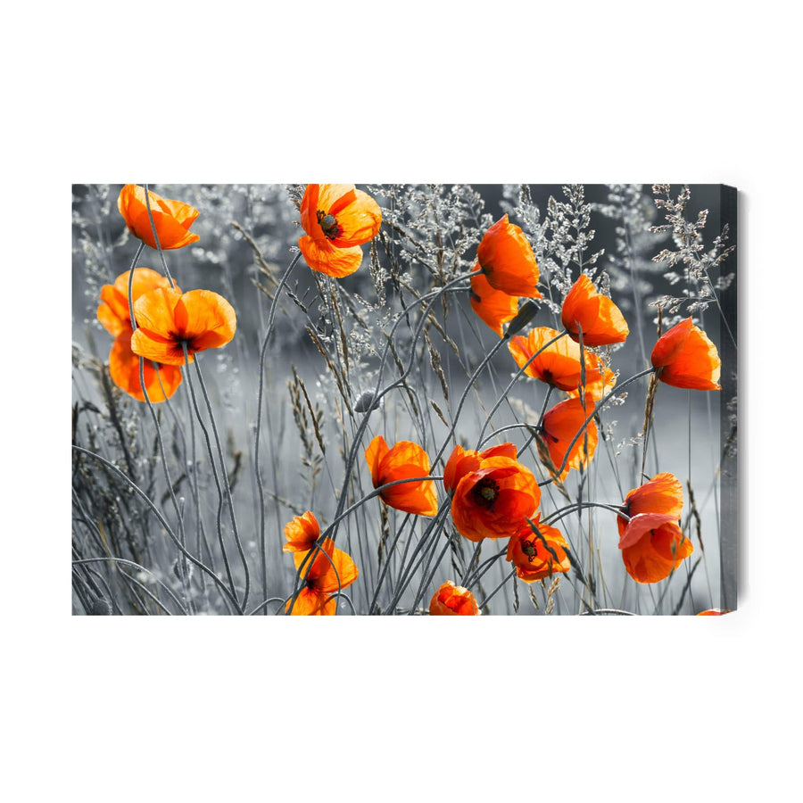 Kanva - Skaista pļava ar magonēm, N-186 X-ART