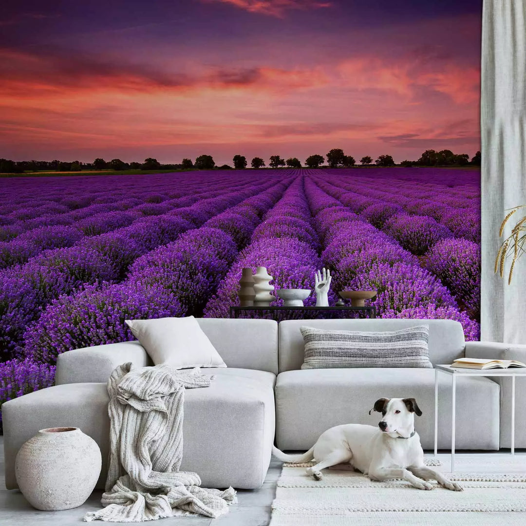 Fototapetai - Levandų saulėlydis, 136307