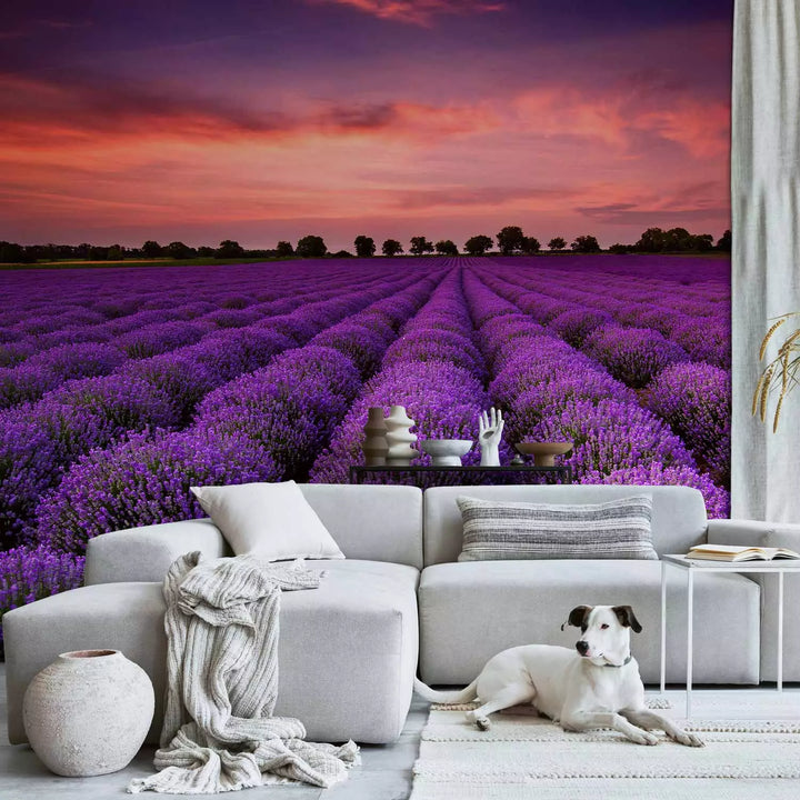 Fototapetai - Levandų saulėlydis, 136307