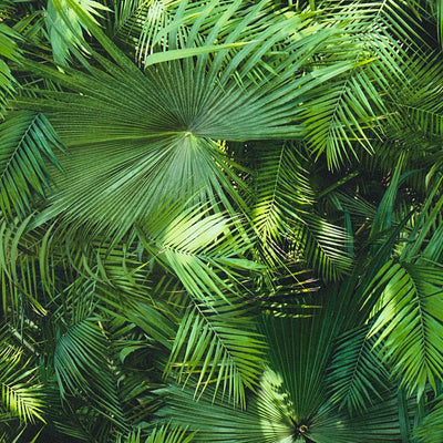 Tapetes ar džungļu izskatu, papardes lapas zaļā krāsā, 1303021 AS Creation