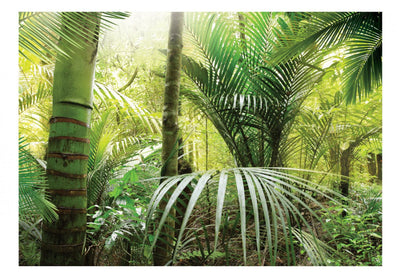 Tropiskas fototapetes - Zaļā aleja, 60098 G-ART