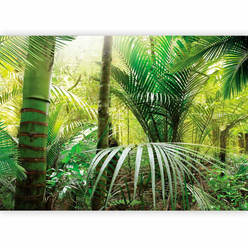 Tropiskas fototapetes ar papardes lapām - Zaļā aleja - 60098  G-ART