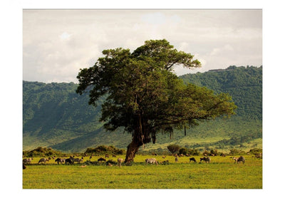 Fototapetes 59947 Ngorongoro krāterī G-ART
